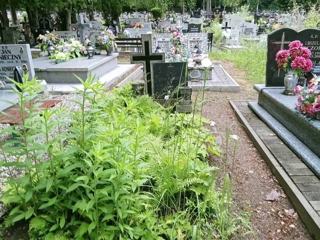 Grób Maria Jabłońska