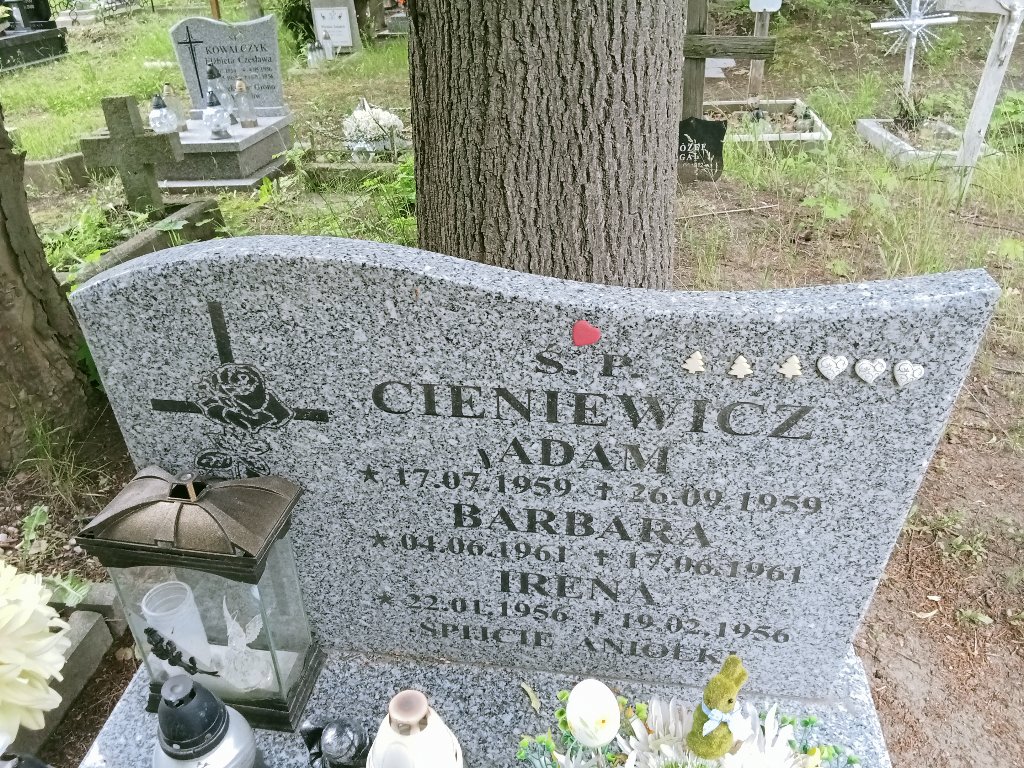 Grób Adam Cieniewicz